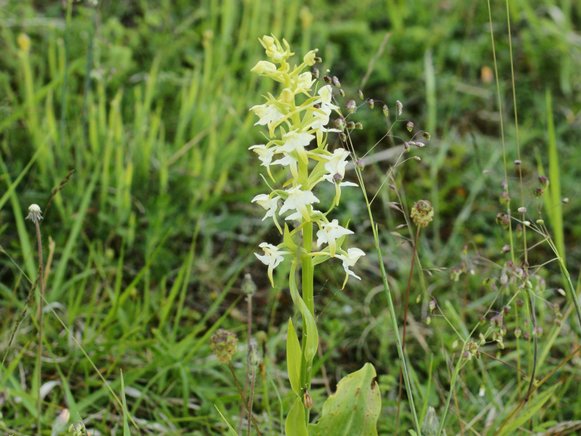 Wohlriechende Waldhyazinthe