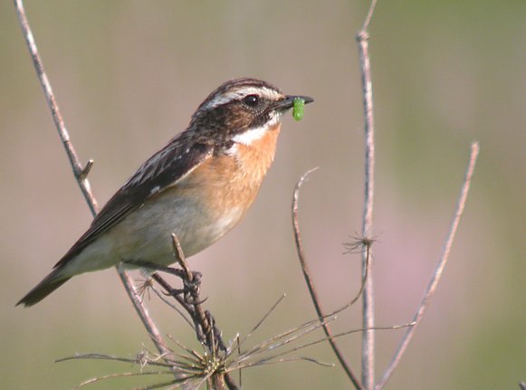 Braunkehlchenmännchen