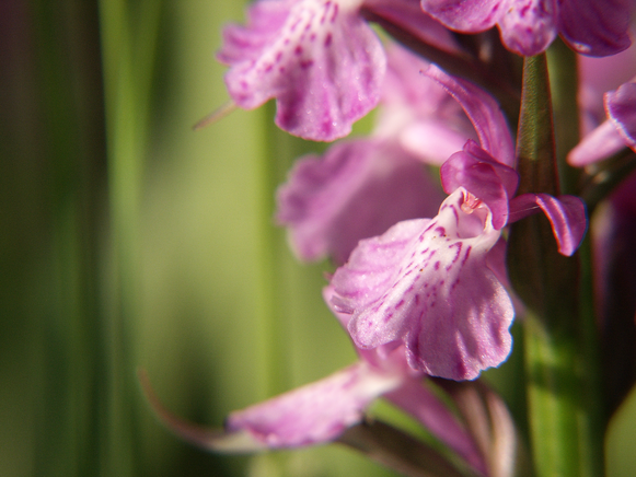 Geflecktes Knabenkraut