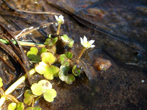 Efeublättriger-Wasserhahnenfuß