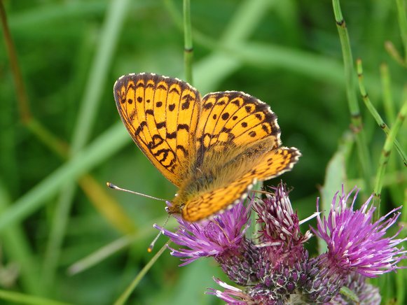 Mädesüß-Perlmutterfalter