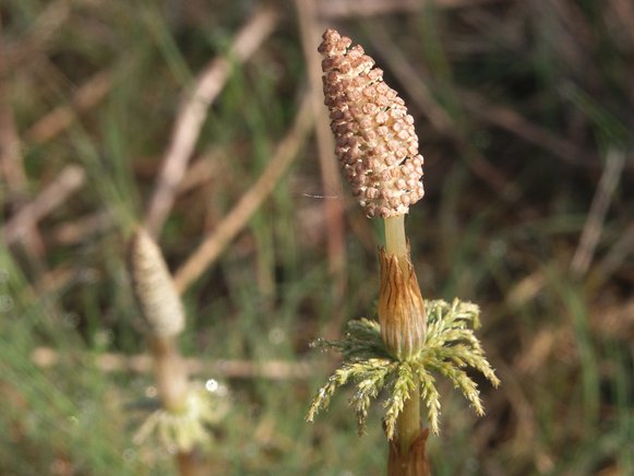 Waldschachtelhalm